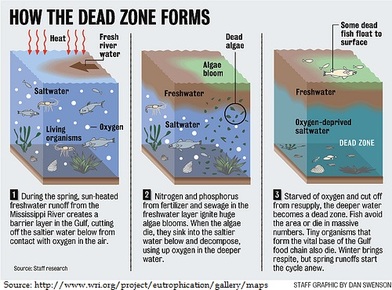dead zone zones ocean eutrophication marine gulf hypoxia mexico formation oceanic nutrient implications